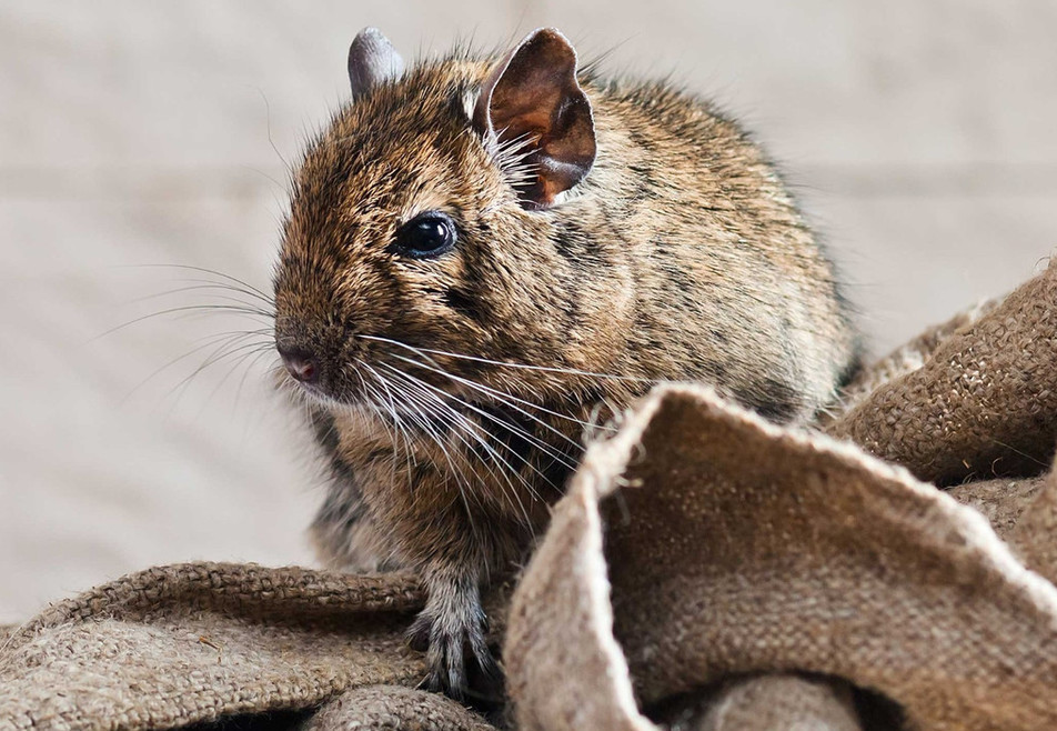 Дератизация помещение избавление от грызунов